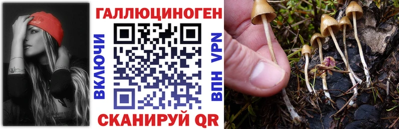 Псилоцибиновые грибы Psilocybine cubensis  закладки  Алзамай 
